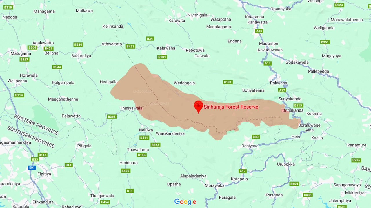 සිංහරාජ වැසි වනාන්තරයේ සිට ලොරිස් නැරඹීම.