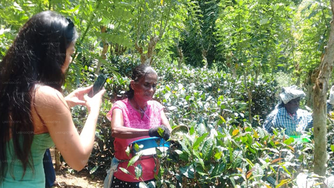 ගාල්ලේ සැඟවුණු මැණික් ගවේෂණය කර ප්රදේශවාසීන් සමඟ ආහාර ගන්න