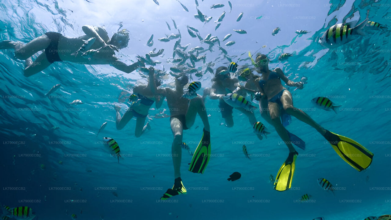 මිරිස්ස සිට ඕෂන් ඩයමන්ඩ් හි රාත්රී 2 ක කෲස් අත්දැකීමක්