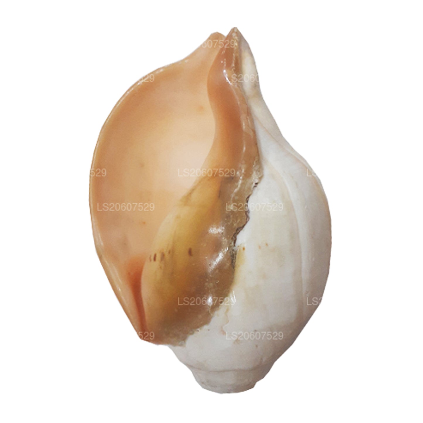 Lakpura® Sri Lankan Hakgediya