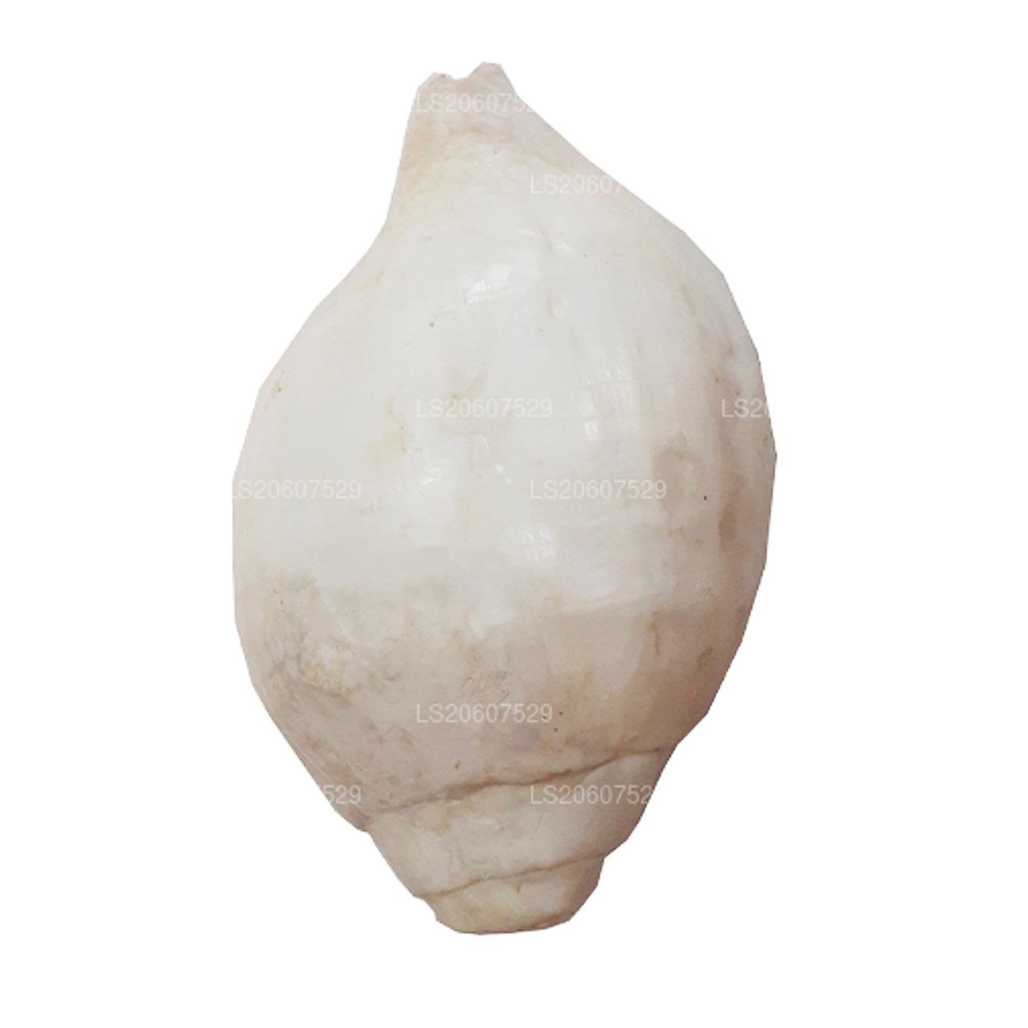 Lakpura® Sri Lankan Hakgediya