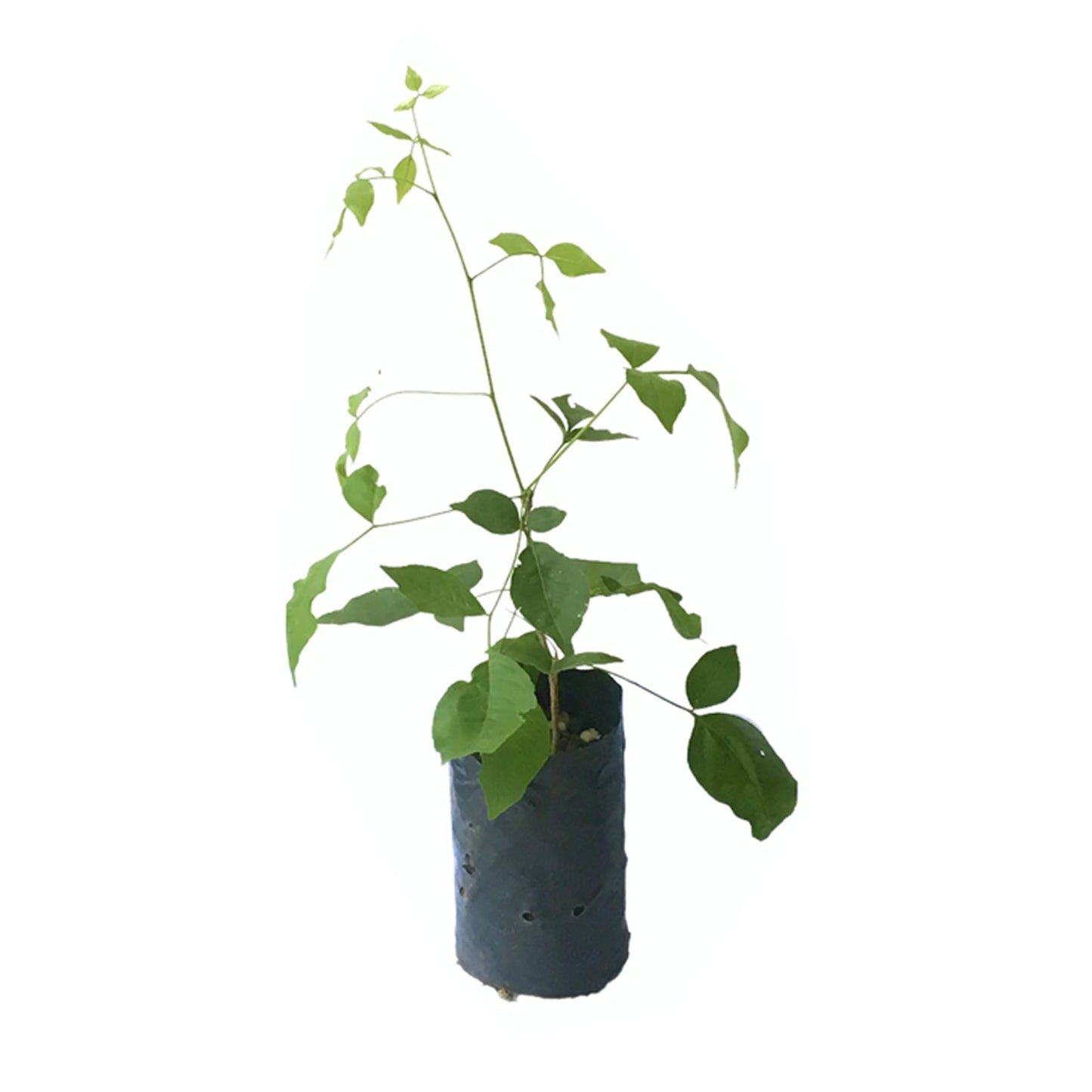 Lakpura Bael (Beli) Grafted Plant