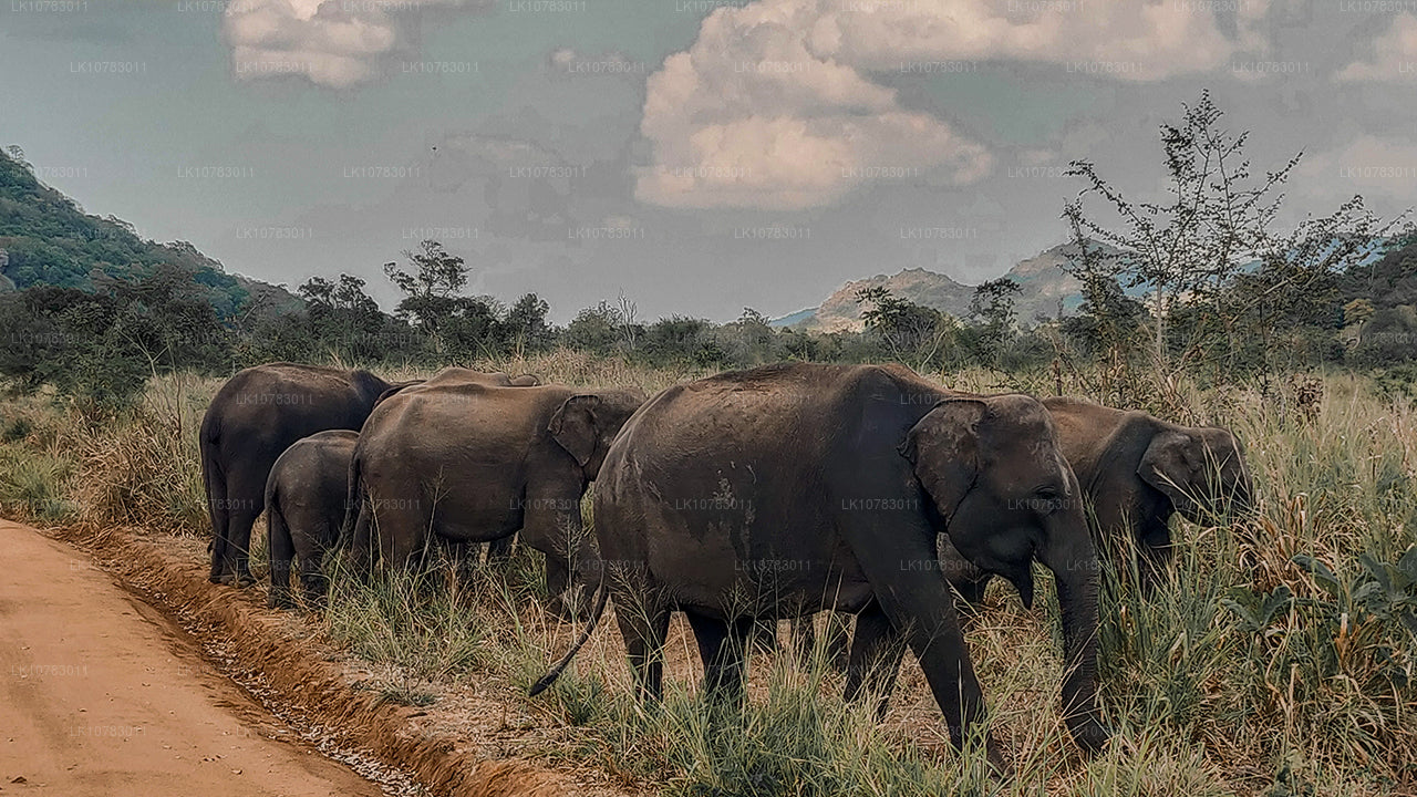 The Big 5 in Southern Coast Season (7 Days)