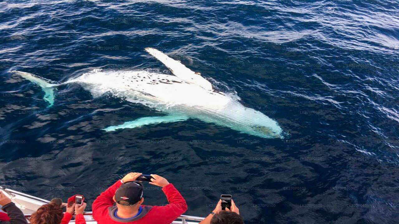 Whale Watching Boat Tour from Tangalle