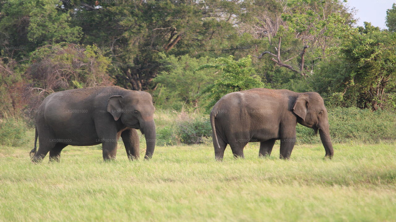 මින්නේරිය ජාතික වනෝද්යානය පුද්ගලික සෆාරි