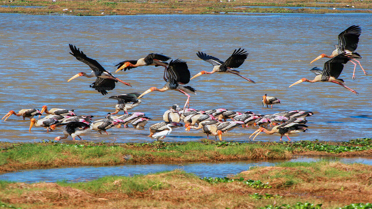 Alt text: A pelican in mid-flight with wings spread wide, while several other pelicans perch on a tree against a cloudy sky and forest backdrop.