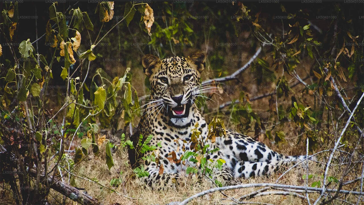 ALT text: Leopard resting on dry grass in the forest, partially hidden among leaves and branches, looking directly at the camera with mouth slightly open.