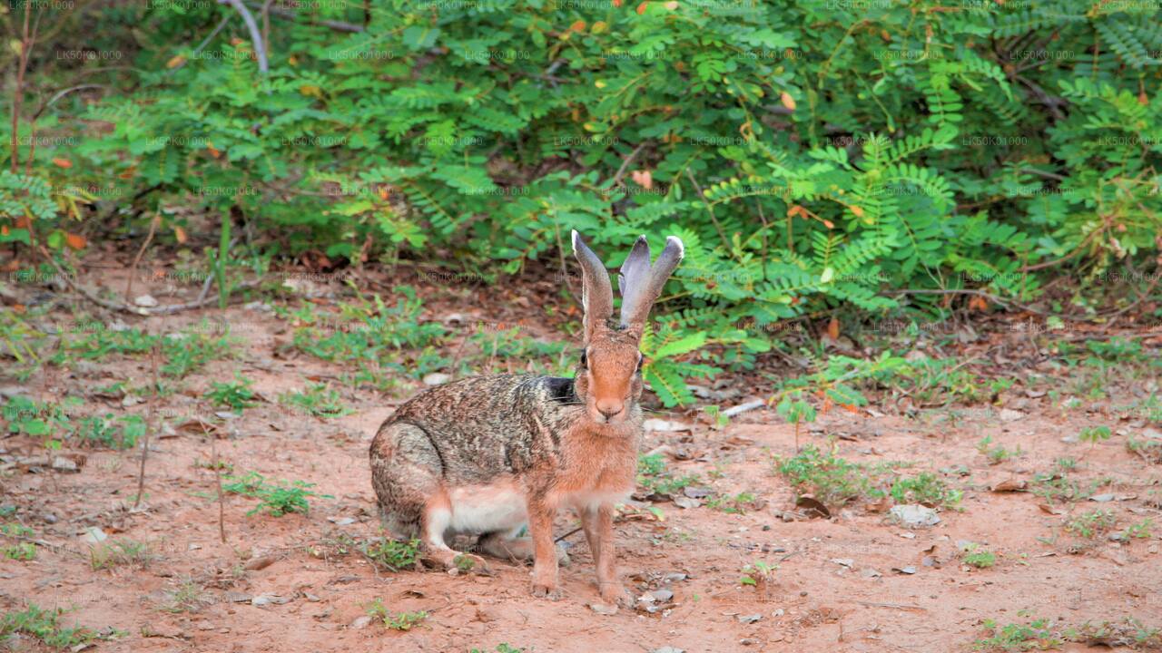 ALT text: A wild hare with long upright ears sits alert on sandy ground near green shrubs in a natural forest setting.