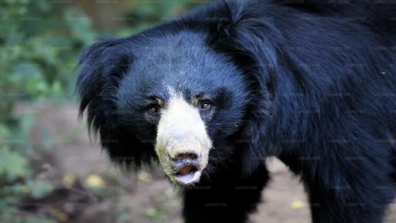 ALT text: A sloth bear with shaggy black fur and a distinct pale snout looks directly at the camera in its natural forest habitat.