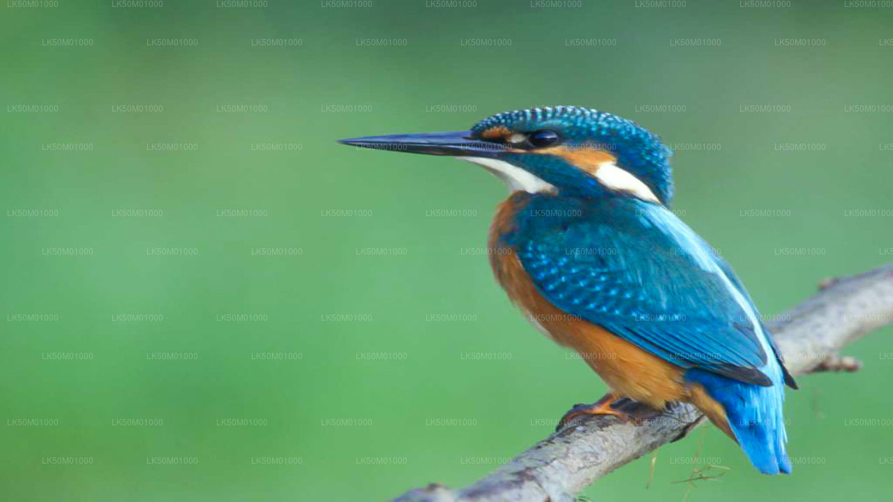 ලාහුගල කිතුලාන ජාතික වනෝද්යානය පුද්ගලික සෆාරි
