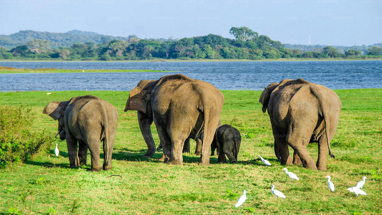 A herd of Asian elephants grazing on green grass near a waterbody with trees in the background.