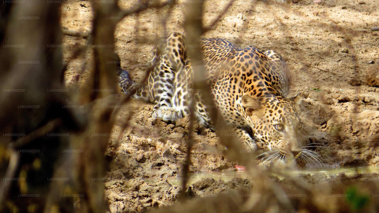 Yala National Park Safari from Ella