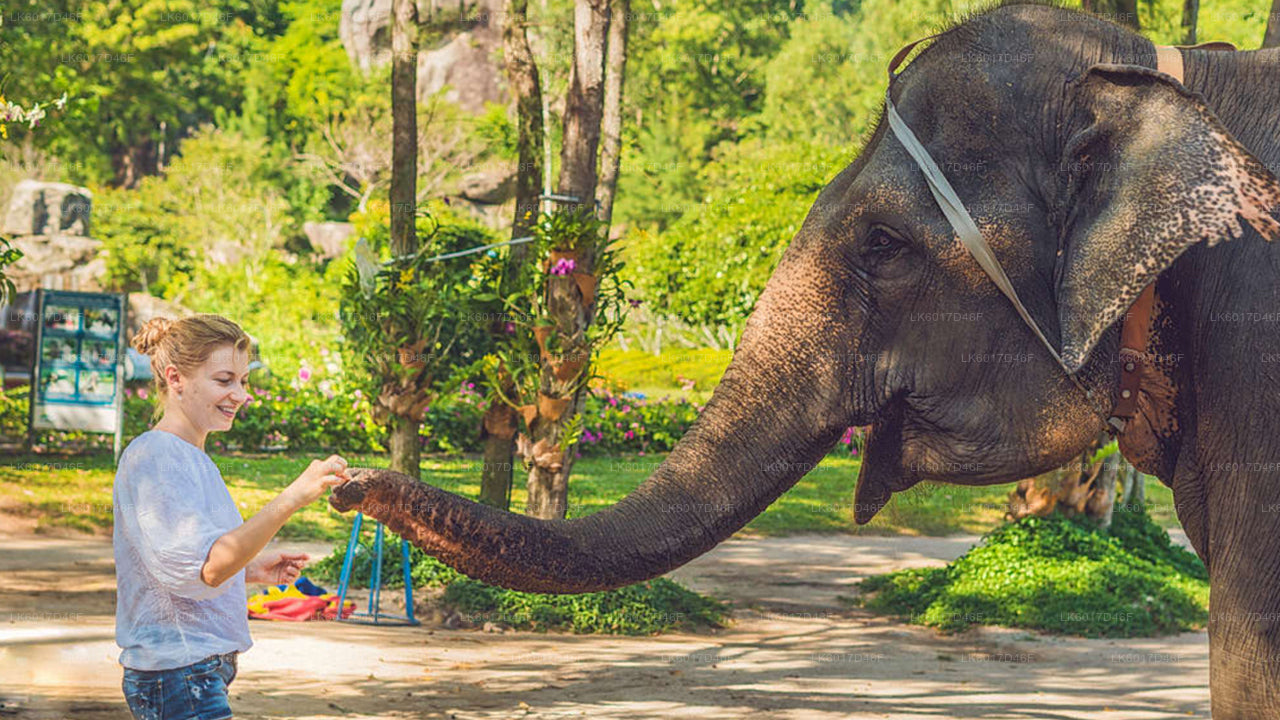 Millennium Elephant Foundation from Colombo
