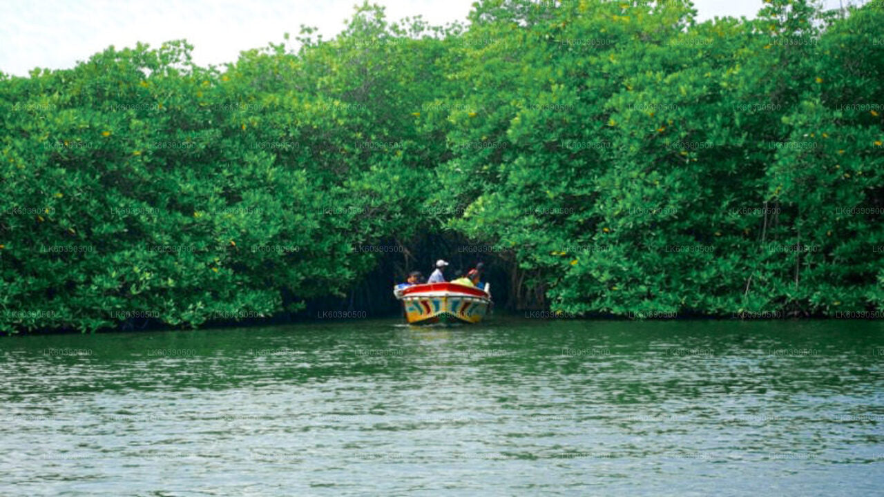 බලපිටියෙන් දකුණු වෙරළ තීරයේ සුන්දර දර්ශන සහ ගංගා සෆාරි