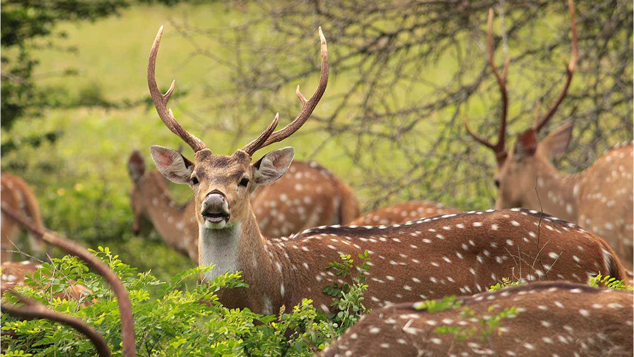 Yala National Park Entrance Ticket