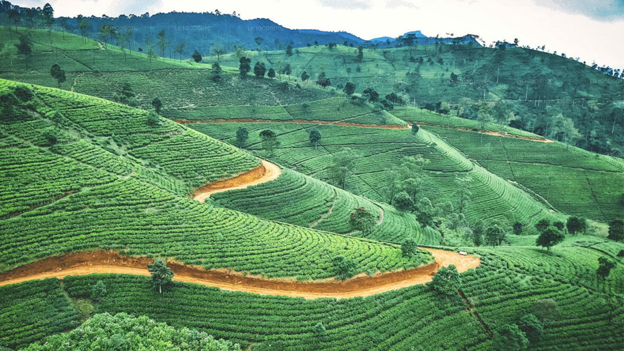 දුම්රියෙන් ශ්‍රී ලංකාවේ විශේෂ අවස්ථා (12)