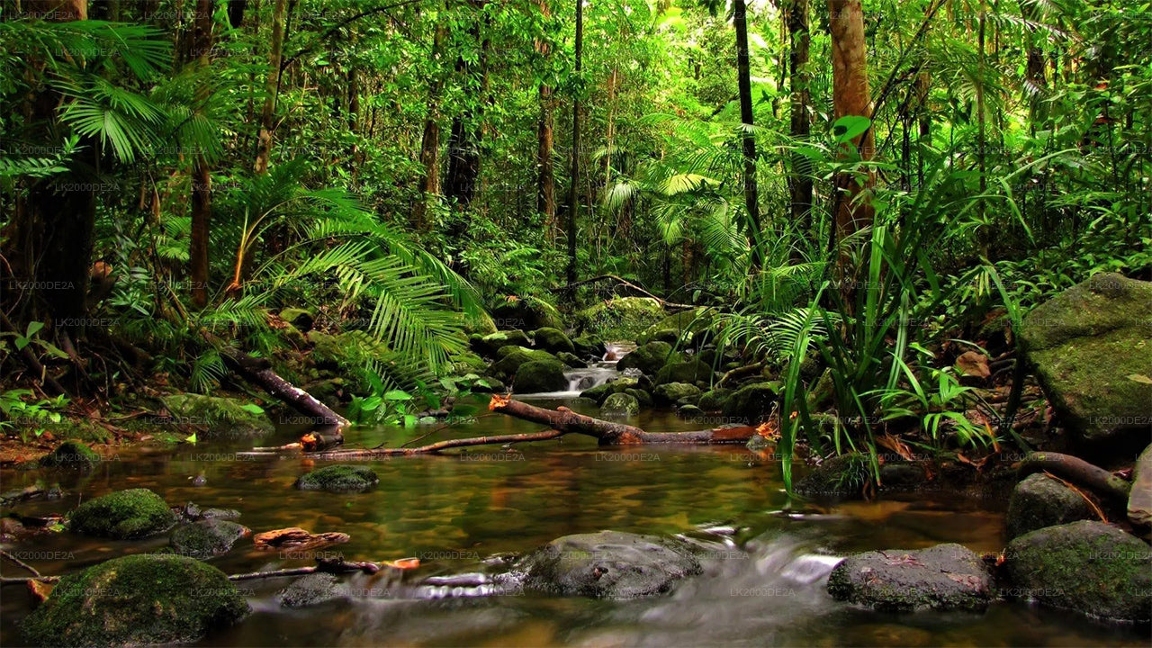 සිංහරාජ වන රක්ෂිතය නැරඹීමට පිවිසුම් ප්‍රවේශපත්‍ර සමඟ මාර්ගෝපදේශක චාරිකාව