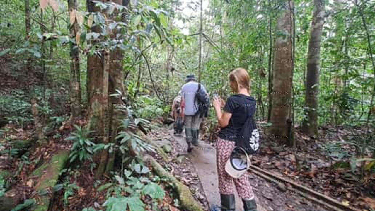 සිංහරාජ වන රක්ෂිතය නැරඹීමට පිවිසුම් ප්‍රවේශපත්‍ර සමඟ මාර්ගෝපදේශක චාරිකාව