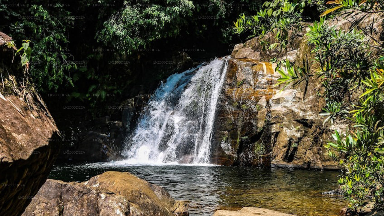 සිංහරාජ වන රක්ෂිතය නැරඹීමට පිවිසුම් ප්‍රවේශපත්‍ර සමඟ මාර්ගෝපදේශක චාරිකාව