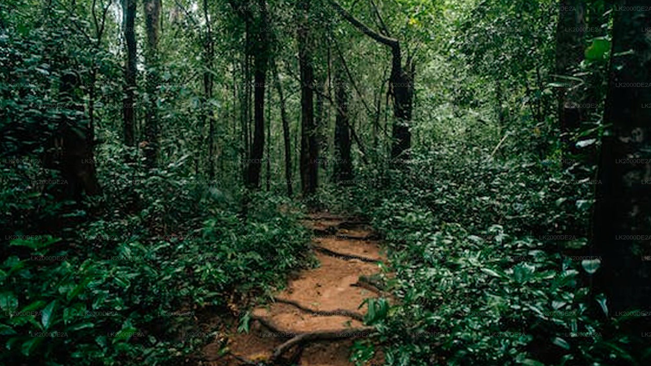 සිංහරාජ වන රක්ෂිතය නැරඹීමට පිවිසුම් ප්‍රවේශපත්‍ර සමඟ මාර්ගෝපදේශක චාරිකාව