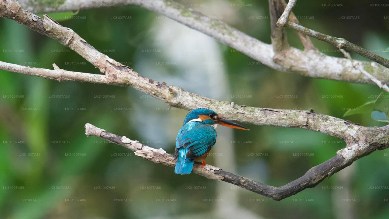 Koggala Lake Kayaking