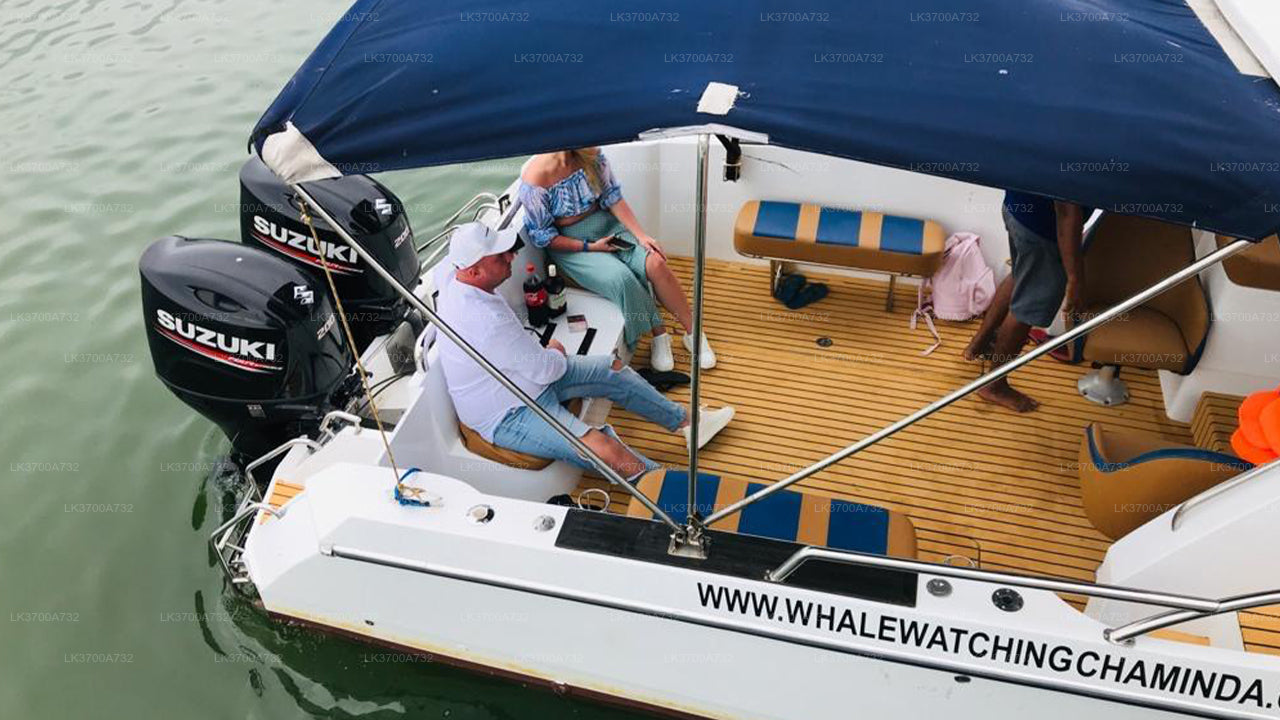 මිරිස්ස සිට සුඛෝපභෝගී වේග බෝට්ටුවකින් තල්මසුන් නැරඹීමේ පෞද්ගලික චාරිකාව