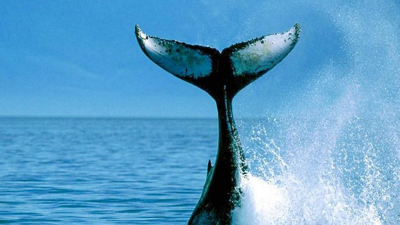 මිරිස්ස සිට සුඛෝපභෝගී වේග බෝට්ටුවකින් තල්මසුන් නැරඹීමේ පෞද්ගලික චාරිකාව