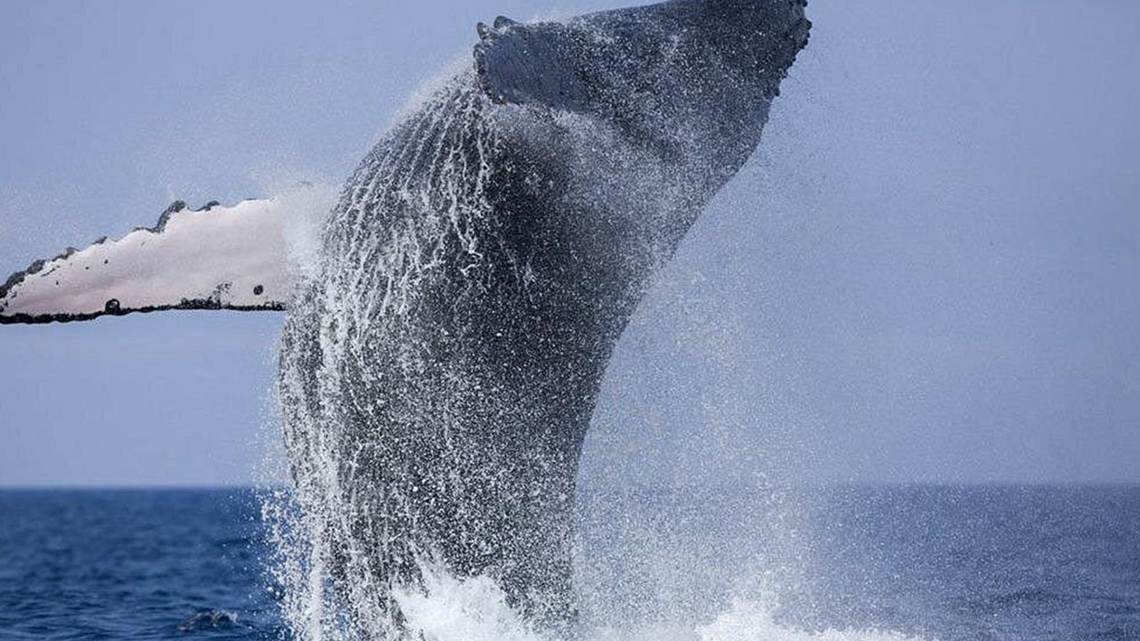 මිරිස්ස සිට සුඛෝපභෝගී වේග බෝට්ටුවකින් තල්මසුන් නැරඹීමේ පෞද්ගලික චාරිකාව