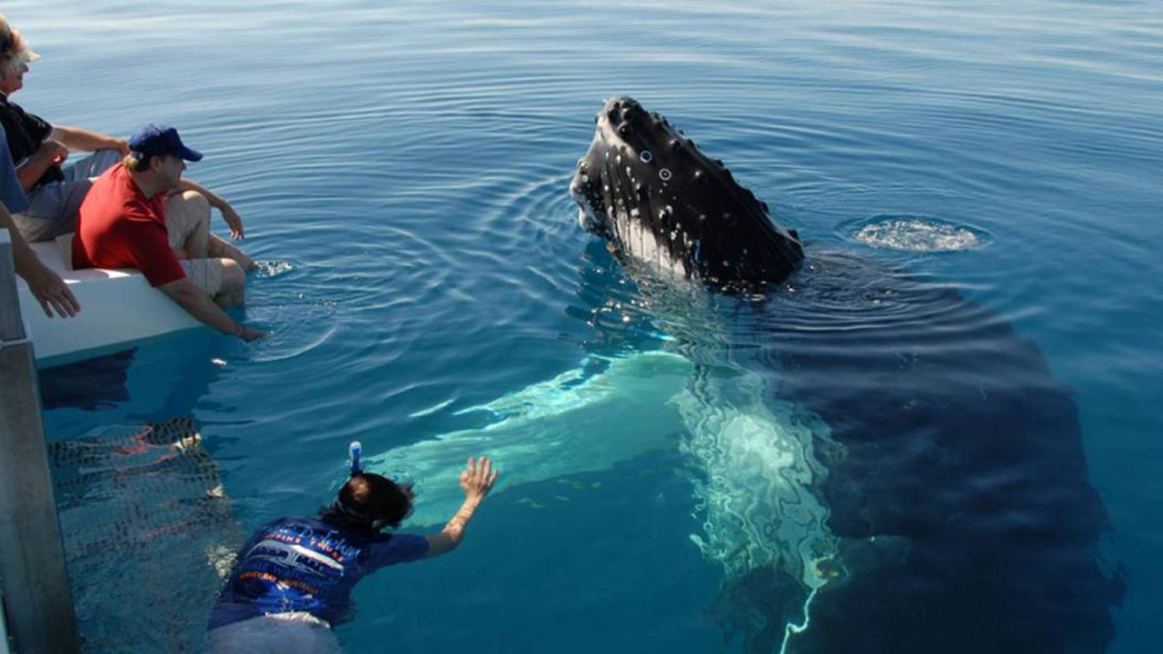 Whale Watching from Weligama on Shared Boat
