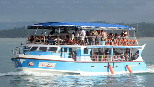 Whale Watching from Talpe on Shared Boat