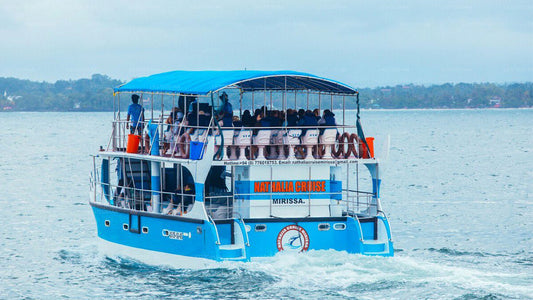 Whale Watching from Bentota on Shared Boat