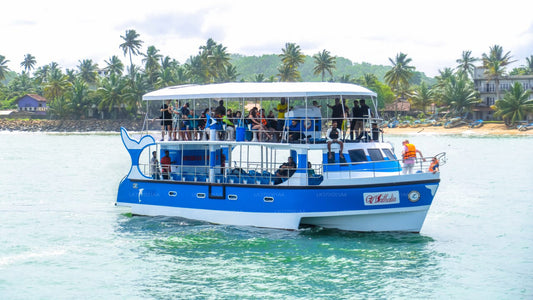 Whale Watching from Mirissa on Shared Boat
