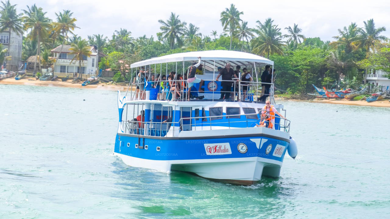Whale Watching from Mirissa on Shared Boat