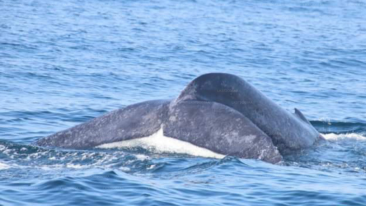 Whale Watching from Trincomalee on Private Boat
