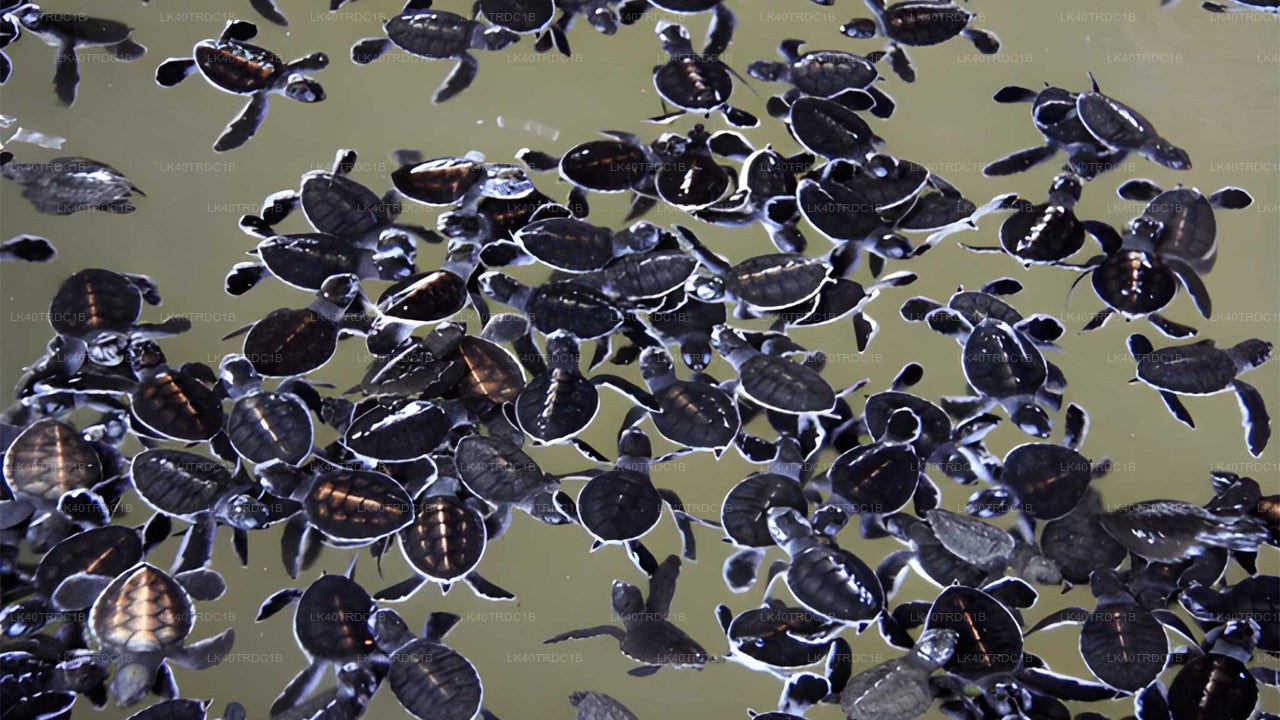 දර්ශන නැරඹීමේ නැවතුම් සහිතව මීගමුවේ සිට හිරිකැටිය දක්වා පුද්ගලික මාරුව