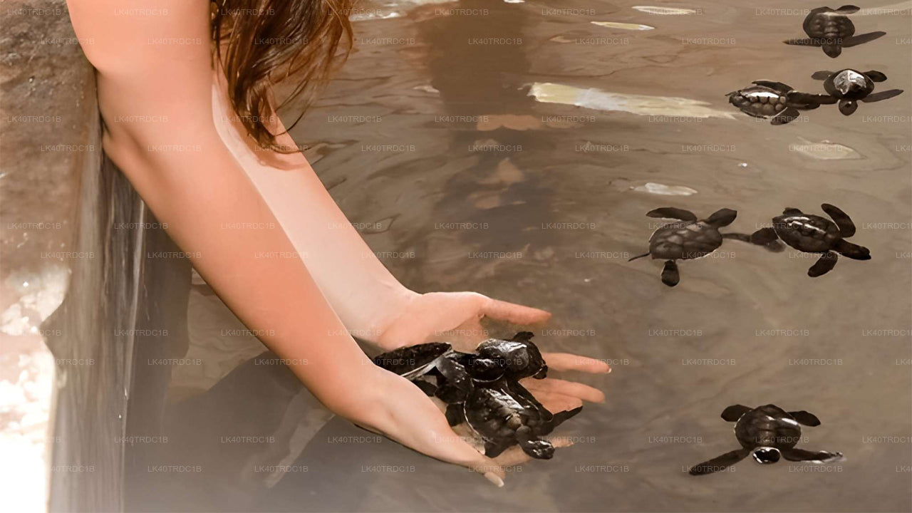 දර්ශන නැරඹීමේ නැවතුම් සහිතව මීගමුවේ සිට හිරිකැටිය දක්වා පුද්ගලික මාරුව