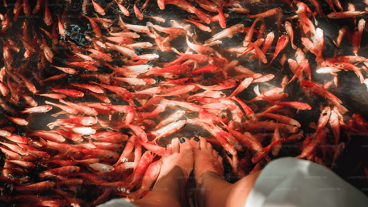 දර්ශන නැරඹීමේ නැවතුම් සහිතව මීගමුවේ සිට හිරිකැටිය දක්වා පුද්ගලික මාරුව