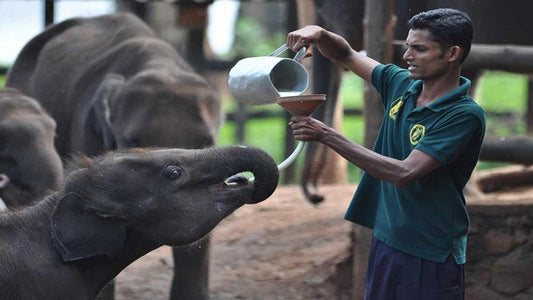 උඩවලව ජාතික වනෝද්‍යාන සෆාරිය සහ අලි සංක්‍රමණ නිවසට යාම