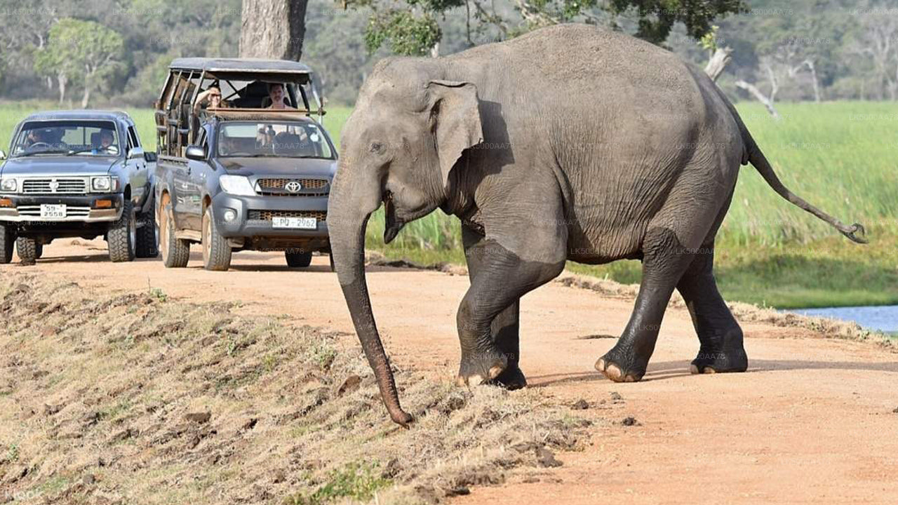 විල්පත්තු ජාතික වනෝද්‍යානය පුද්ගලික සෆාරිය