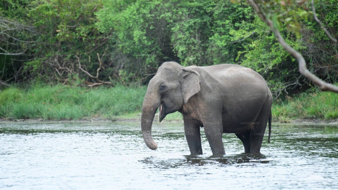 විල්පත්තු ජාතික වනෝද්‍යානය පුද්ගලික සෆාරිය