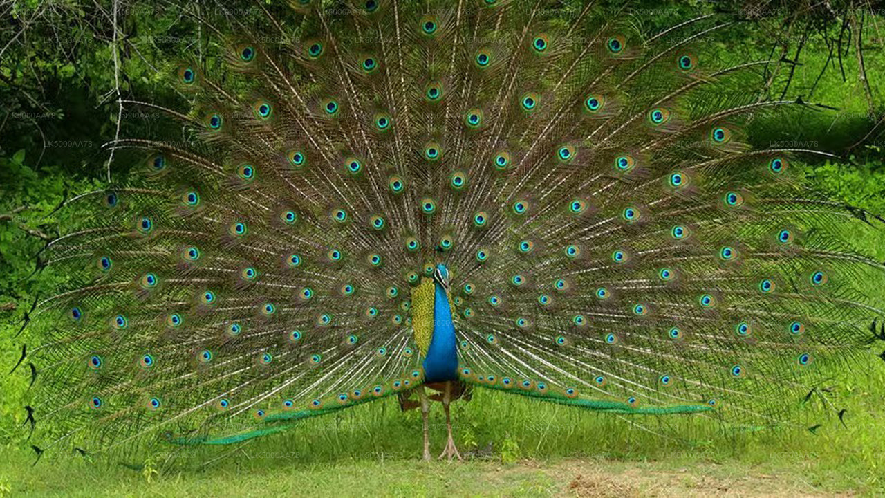 විල්පත්තු ජාතික වනෝද්‍යානය පුද්ගලික සෆාරිය