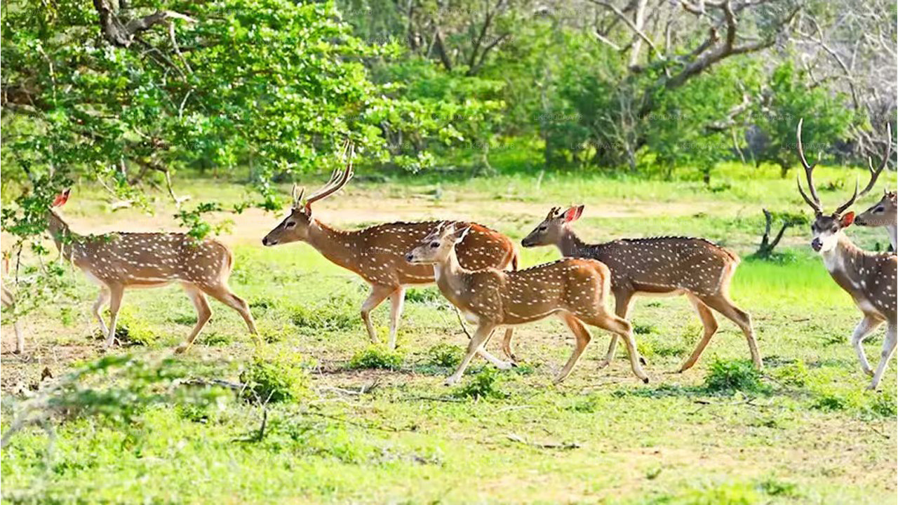 විල්පත්තු ජාතික වනෝද්‍යානය පුද්ගලික සෆාරිය