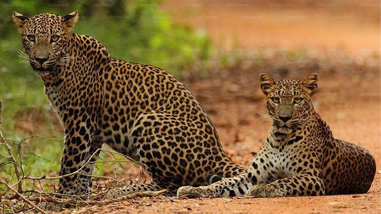 විල්පත්තු ජාතික වනෝද්‍යානය පුද්ගලික සෆාරිය