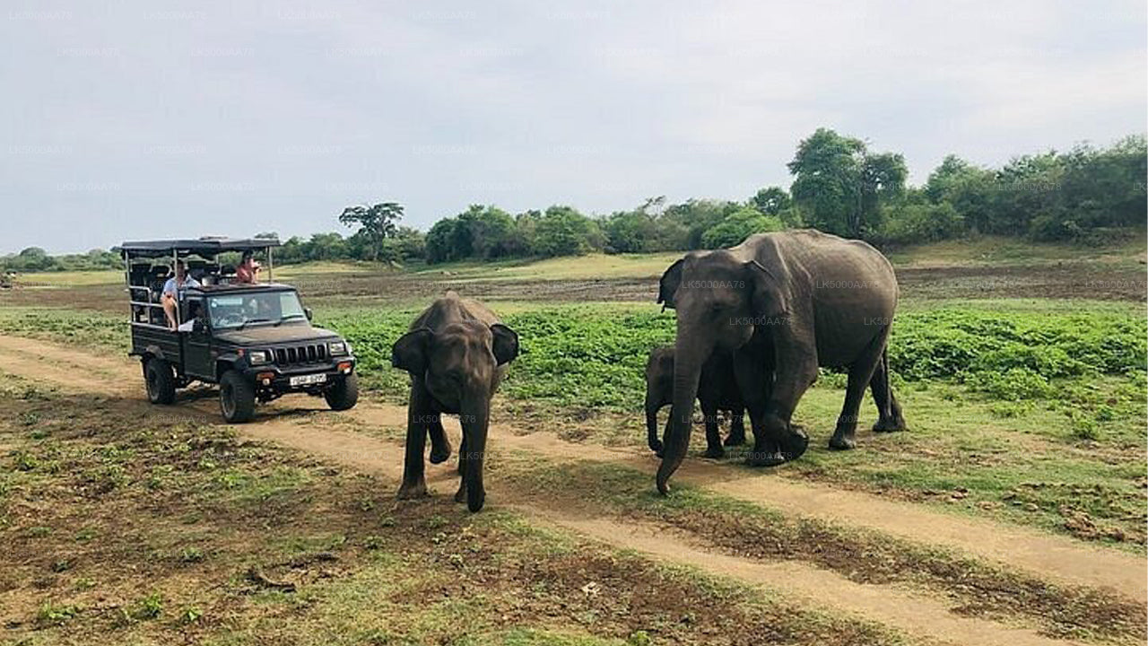විල්පත්තු ජාතික වනෝද්‍යානය පුද්ගලික සෆාරිය