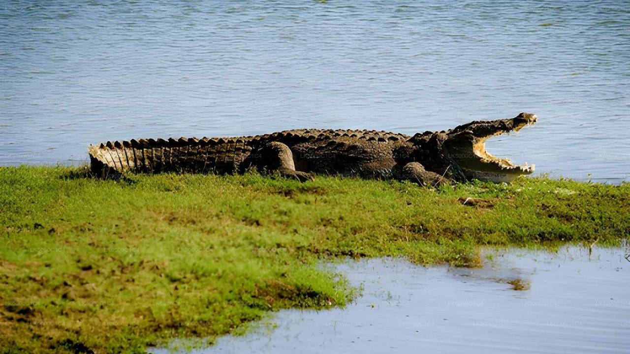 උඩවලව සෆාරි සමඟ ඇල්ල සිට හිරිකැටිය දක්වා පෞද්ගලික චාරිකාව