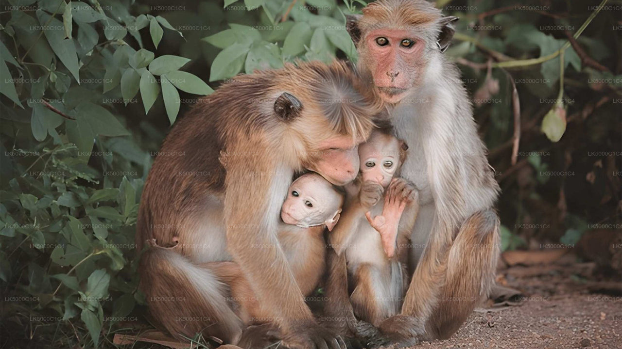 උඩවලව සෆාරි සමඟ ඇල්ල සිට හිරිකැටිය දක්වා පෞද්ගලික චාරිකාව