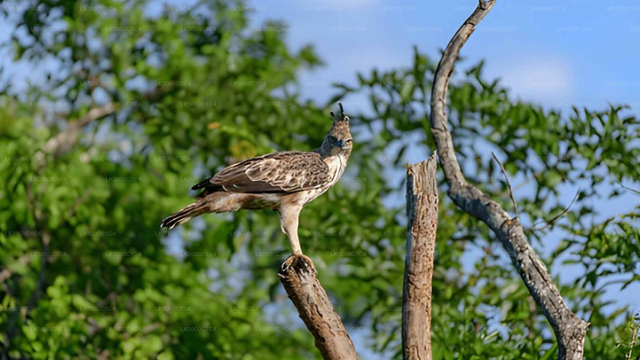 උඩවලව සෆාරි සමඟ ඇල්ල සිට හිරිකැටිය දක්වා පෞද්ගලික චාරිකාව