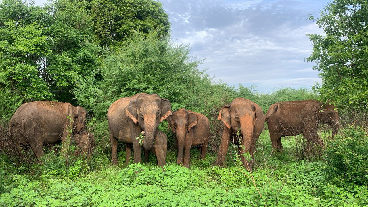 උඩවලව සෆාරි සමඟ ඇල්ල සිට හිරිකැටිය දක්වා පෞද්ගලික චාරිකාව