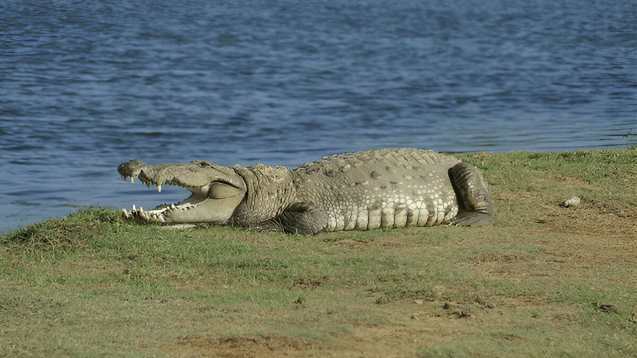 යාල ජාතික වනෝද්‍යානය (5 වන කොටස) සදාචාරාත්මක සෆාරි