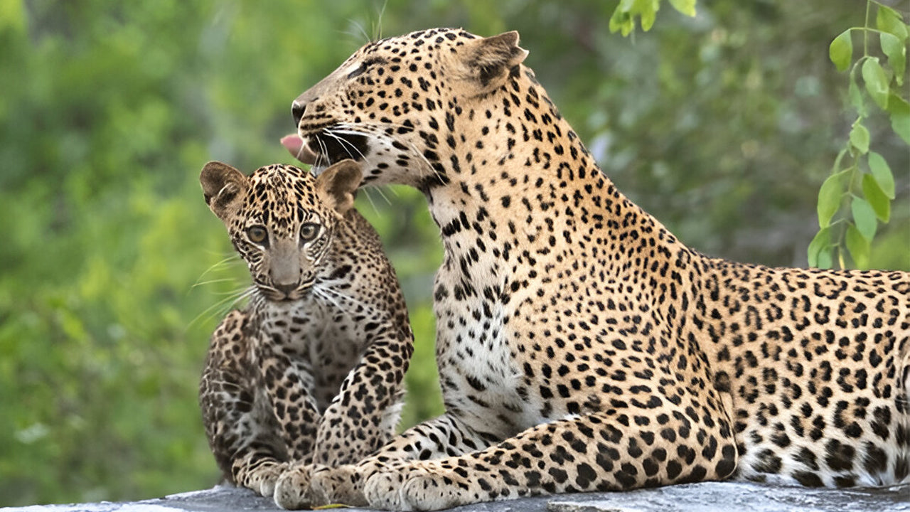 යාල ජාතික වනෝද්‍යානය (5 වන කොටස) සදාචාරාත්මක සෆාරි